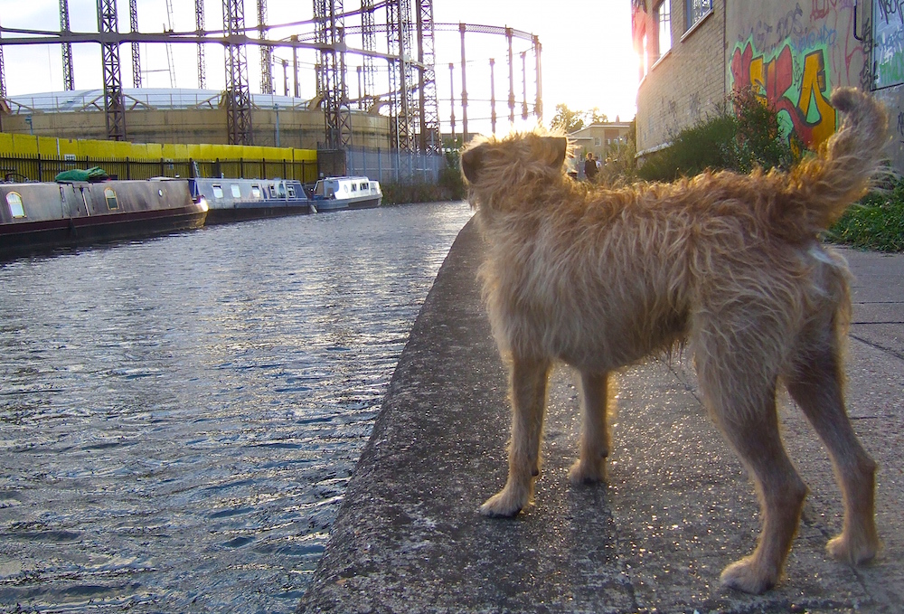 dog on the canal